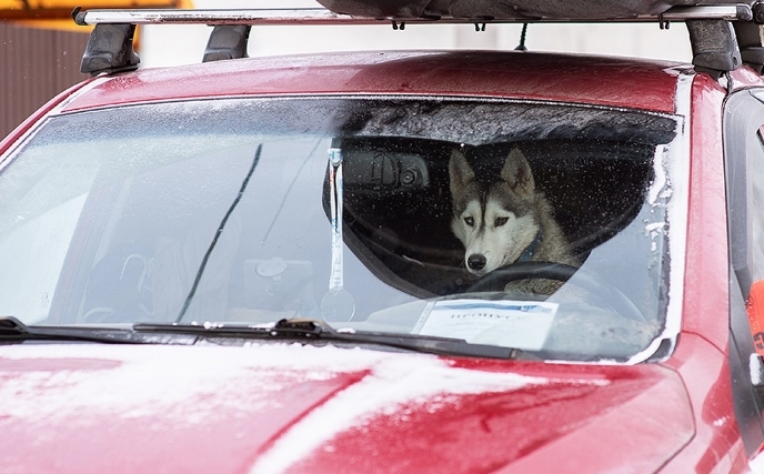 фото собаки в автомобиле